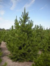 Lodgepole Pine